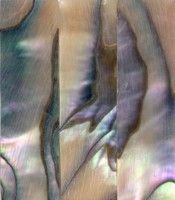 Abalone Vln.Bow Slide, unlined